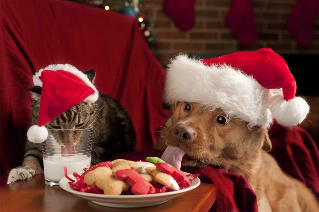 StressFree Holidays With Pets? Here’s How Fear Free Happy Homes