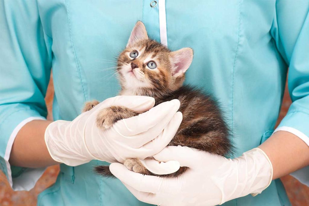 how much does a kittens first vet visit cost