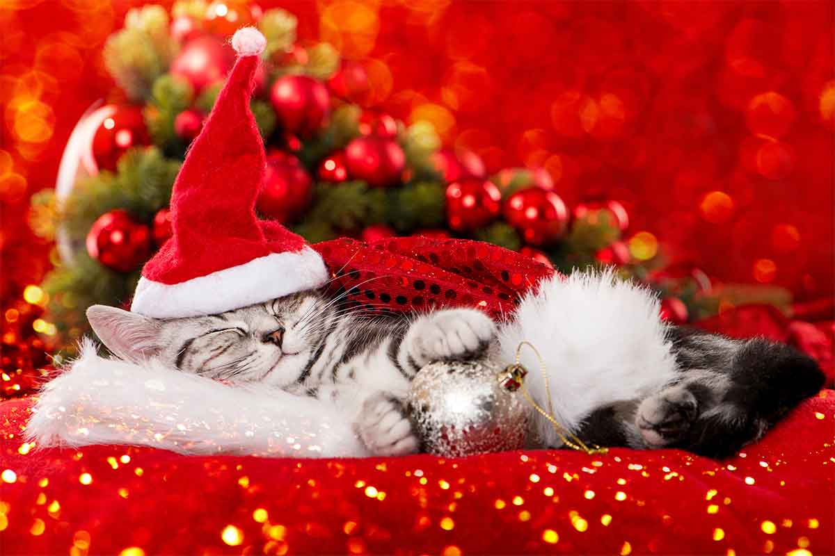 A Kitty for Christmas? Preparation is Key | Fear Free Happy ...