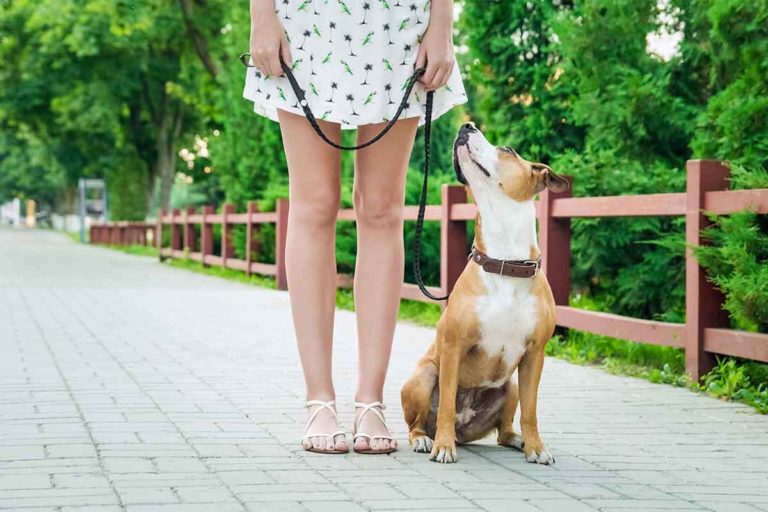 Reactive Dog? How To Lessen OnLeash Aggression Fear Free Happy Homes