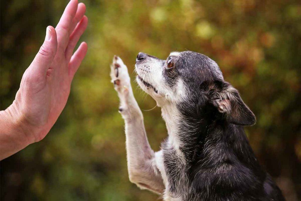 New Tricks That Make Life Better For Old Dogs Fear Free Happy Homes