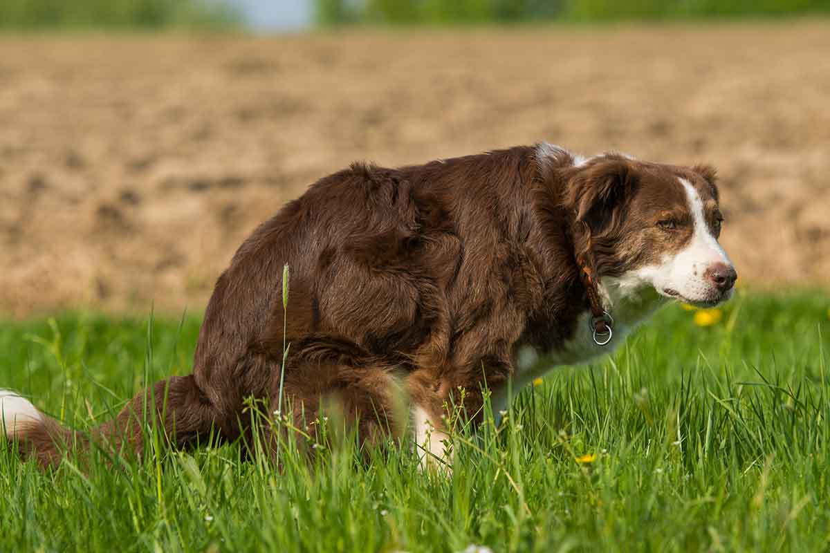 Do you need to pee or poop?