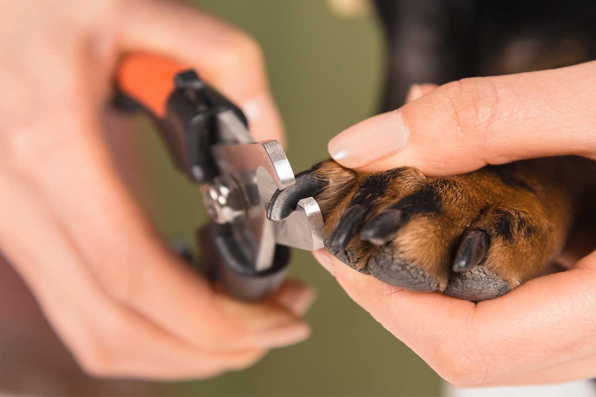 Watch Dog's 'Dramatic' Method of Preventing Owner From Cutting Nails Again