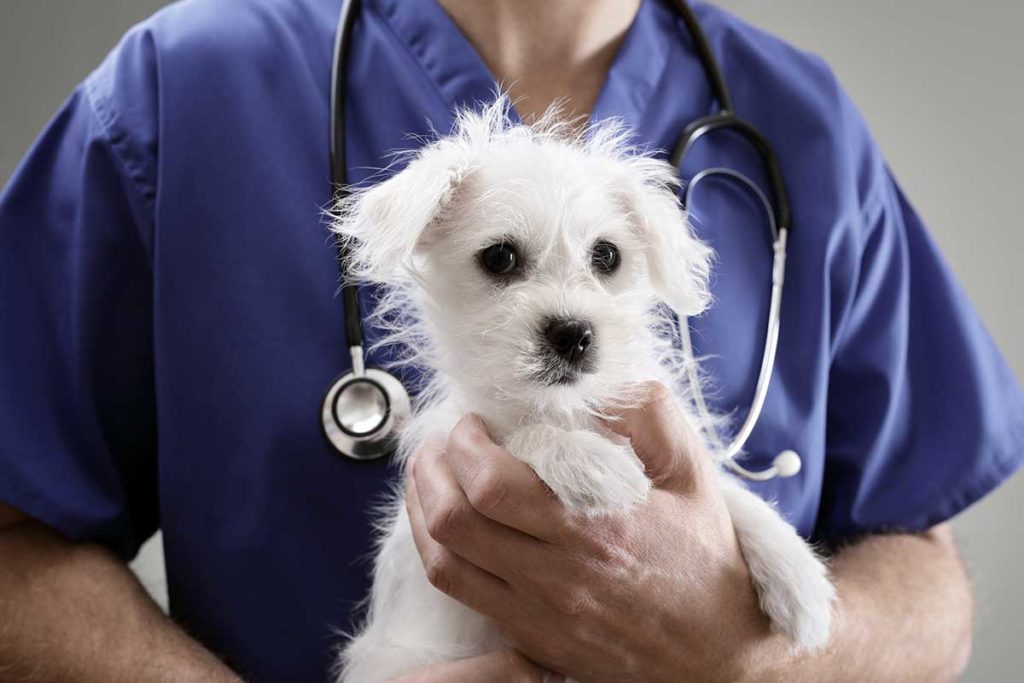 Your Puppy’s First Vet Visit 3 Ways To Prepare Fear Free Happy Homes