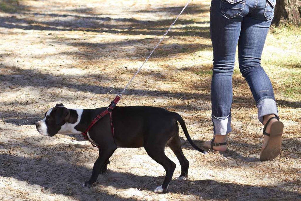 On A Tight Leash? Fear Free Happy Homes