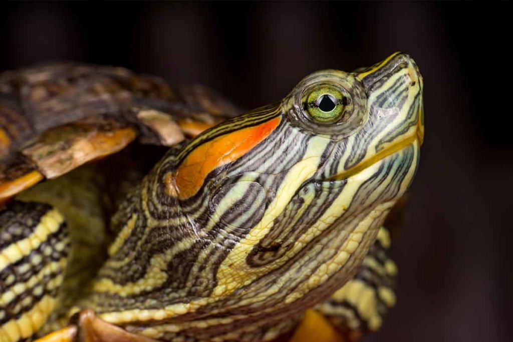 Turtles Need Environmental Enrichment, Too Fear Free Happy Homes