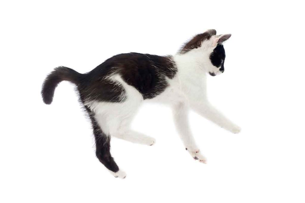 Feline Physics How The Righting Reflex Helps Cats Stick A Landing