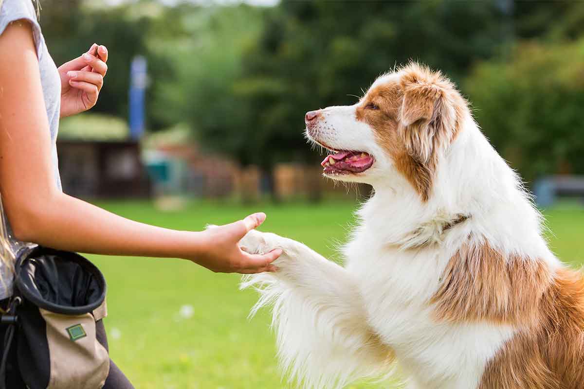 Shake It, Baby! How To Your Dog This Fun Trick | Fear Free Happy Homes