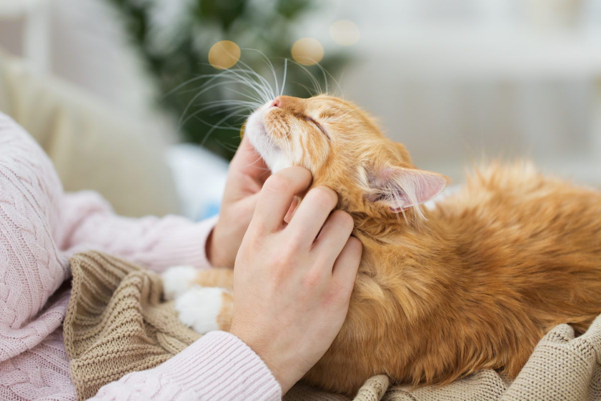 kitty on lap