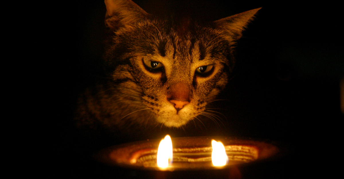 Cat with candles