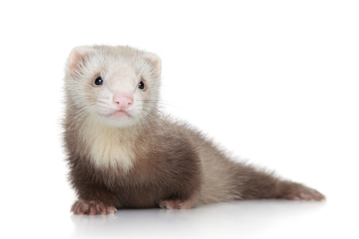 Do You Really Want A Ferret What To