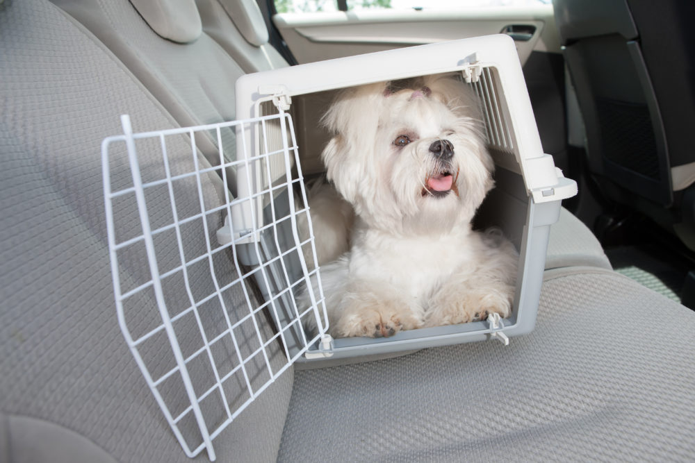 dog in carrier in car