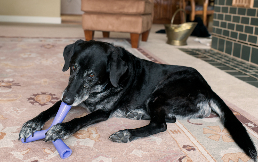 Mental Stimulation for Senior Dogs: Tips to Keep Older Dogs Busy · The  Wildest