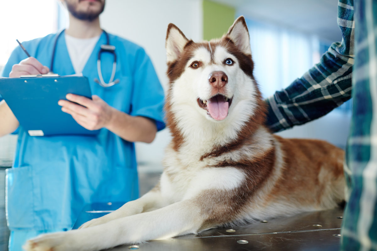 dog at vet