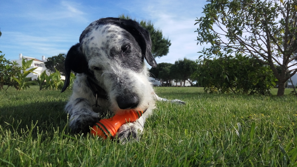 Games to Play with Your Senior Dog