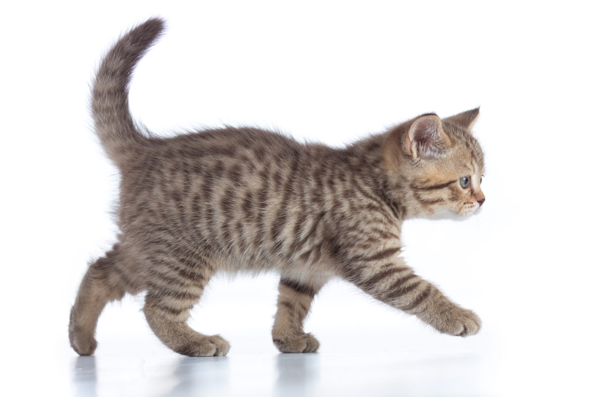 What Movement and Gait Tell You About Your Cat | Fear Free Happy Homes