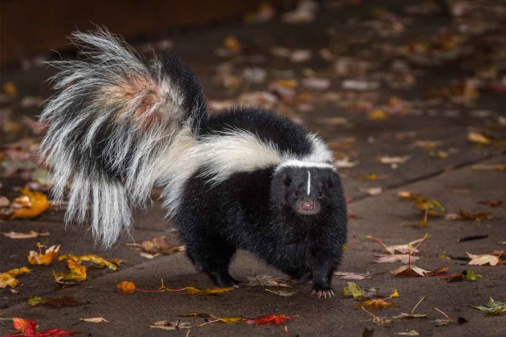 Skunked, Again! Fear Free Happy Homes