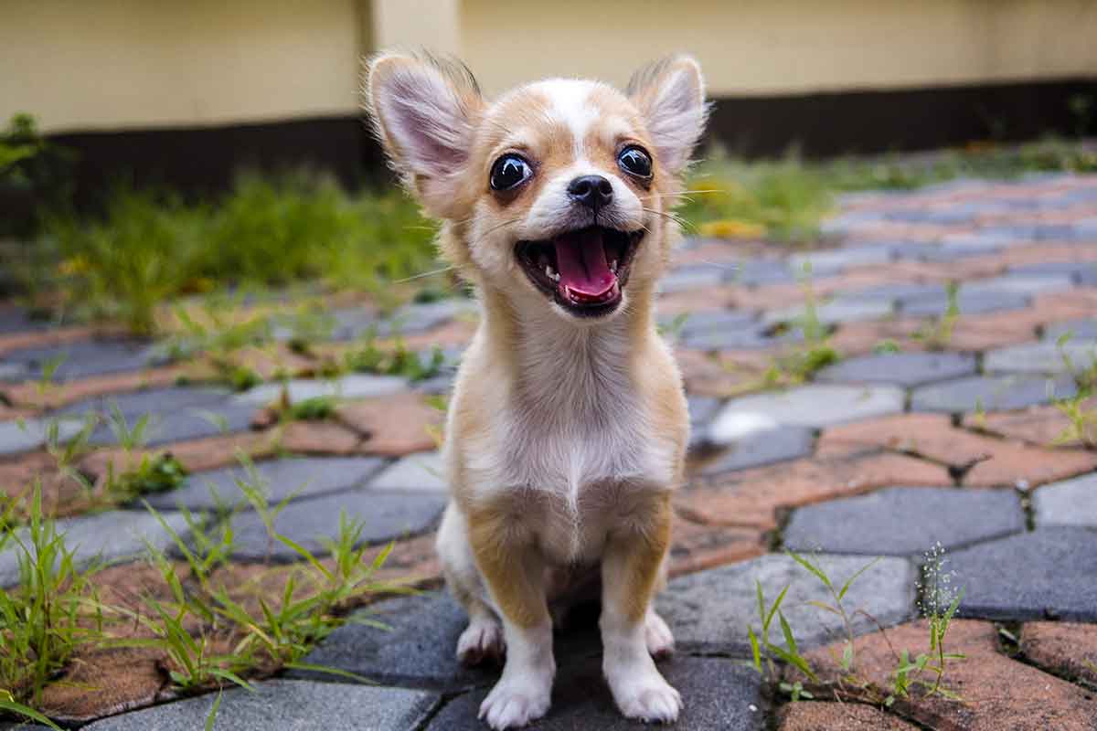 The 30 most popular small dog breeds in America