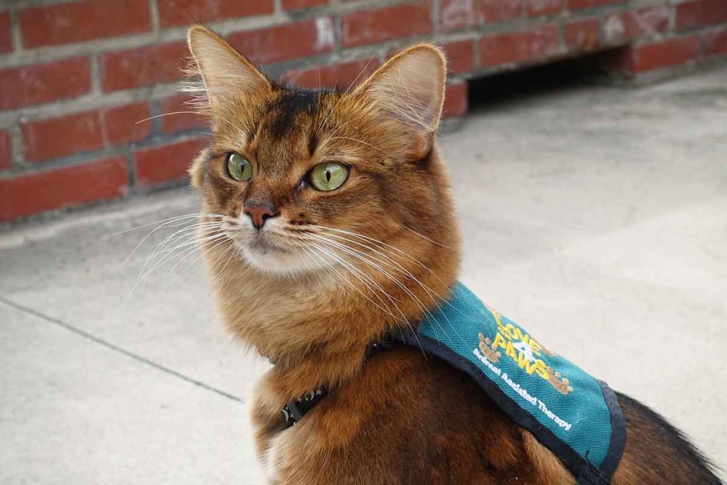 Can Cats Be Service Animals? No… and Yes Fear Free Happy Homes