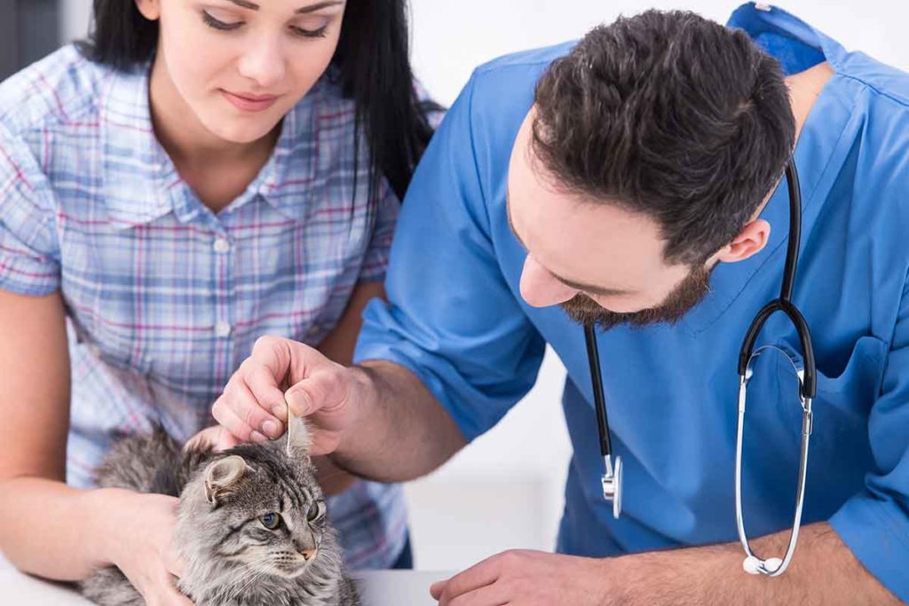 Veterinary Technicians And Owners Working Together For Positive Pet