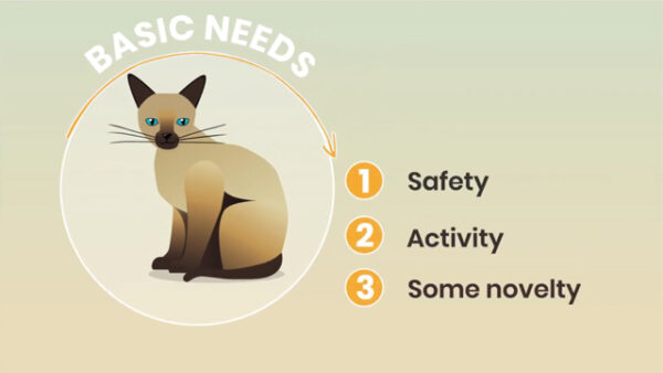 Meeting the Basic Needs of Your Cat | Fear Free Happy Homes