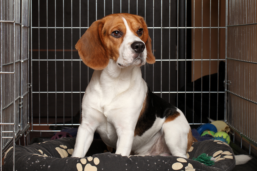 Puppies Love This Crate-Training Tool That Keeps Their Attention