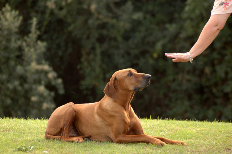 How Long Does It Take To Train A Dog Fear Free Happy Homes