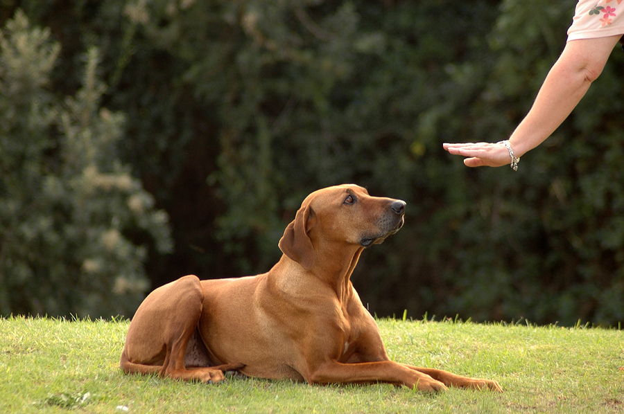Dog training