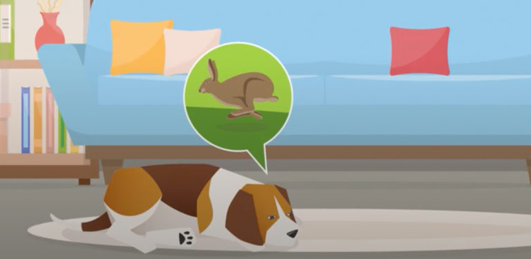 Fear Free Happy Homes For Pets