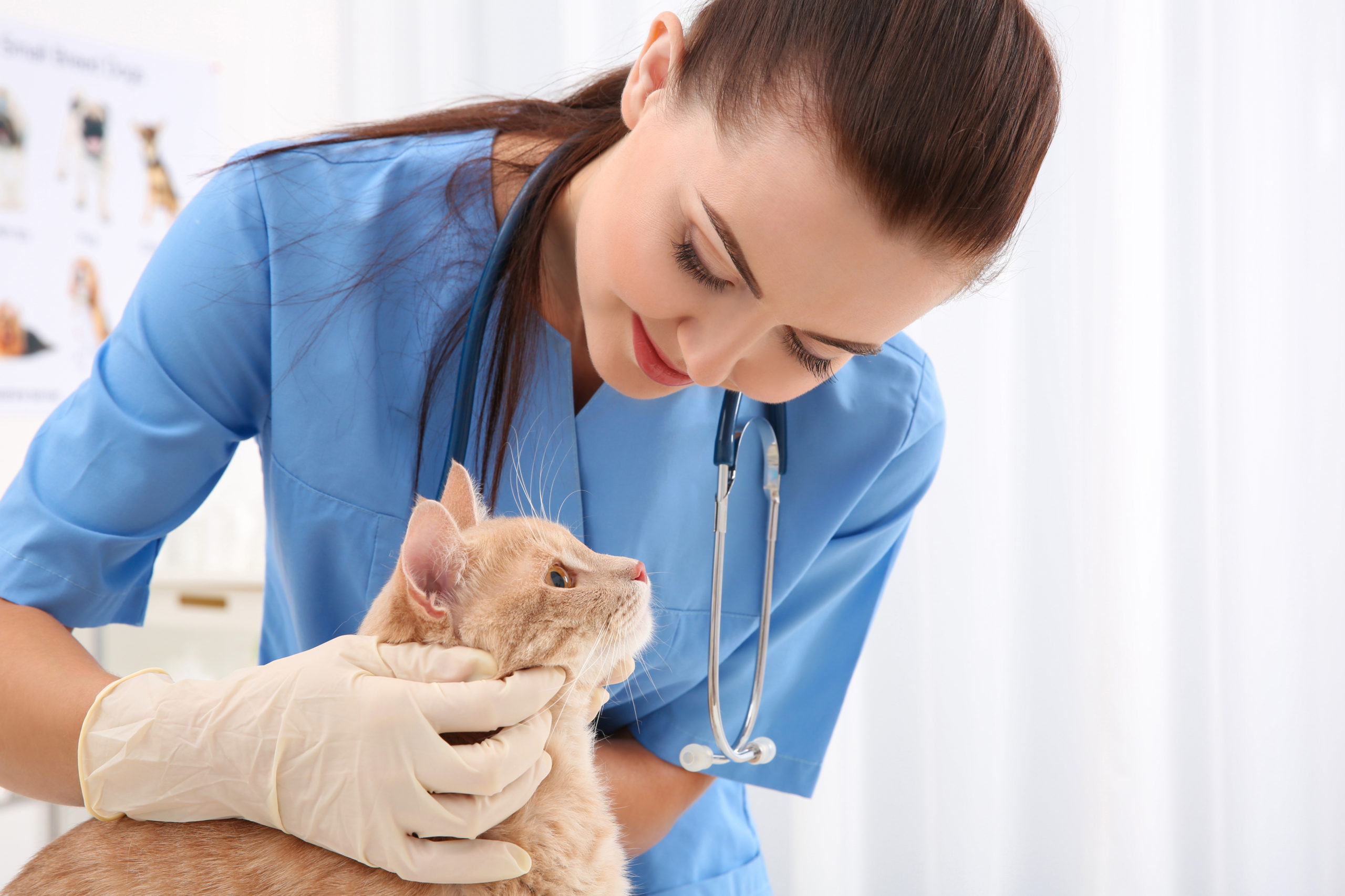 Why Your Vet Uses Rescue™ in Their Clinic | Fear Free Happy Homes Why Your Vet Uses Rescue™ in Their Clinic | Fear Free Happy Homes