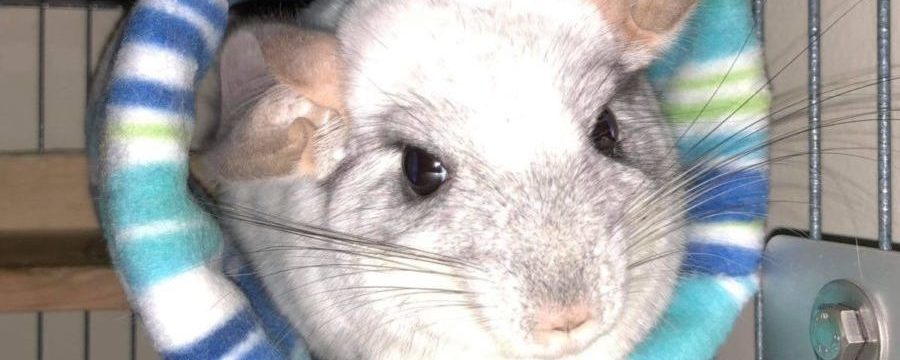 do chinchillas have health problems