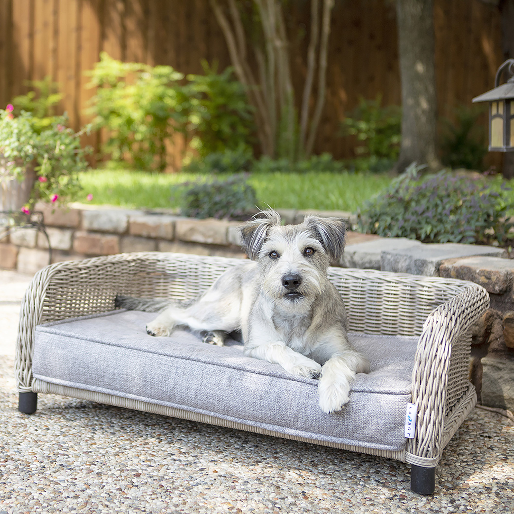 Pet Paraphernalia What's New For Cats and Dogs Fear Free Happy Homes