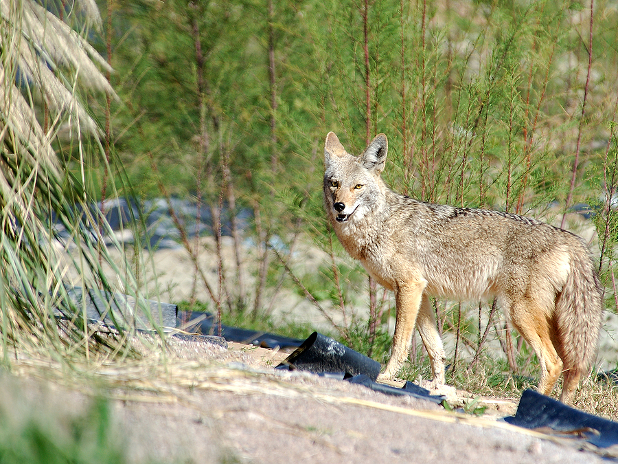 how do i keep my dog safe from a coyote