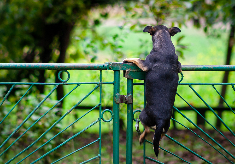 how to stop a dog from going under the fence