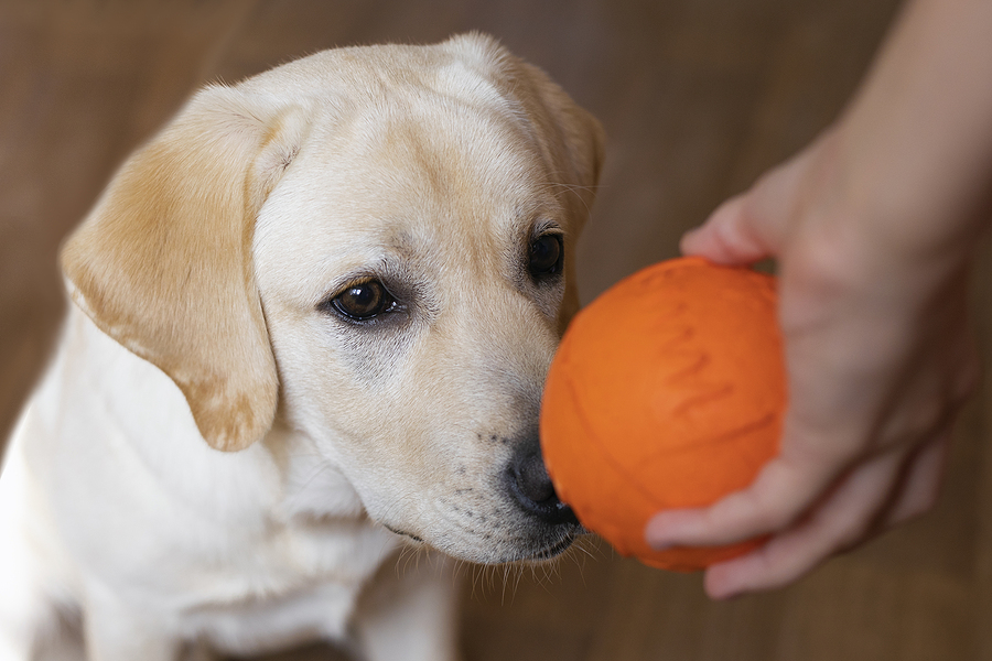 how to train your labrador puppy at home