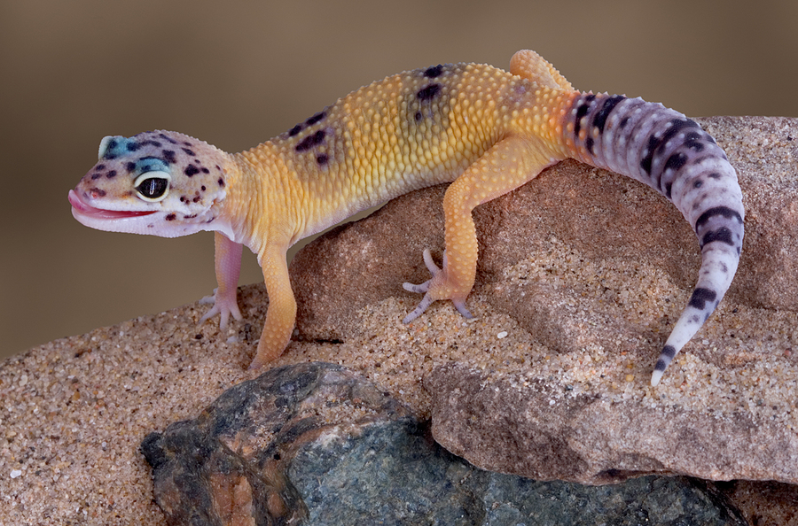bigstock Leopard Gecko Licking Lips 2587432 Leopard Gecko Behavior (Common & Unusual), Health & Diseases
