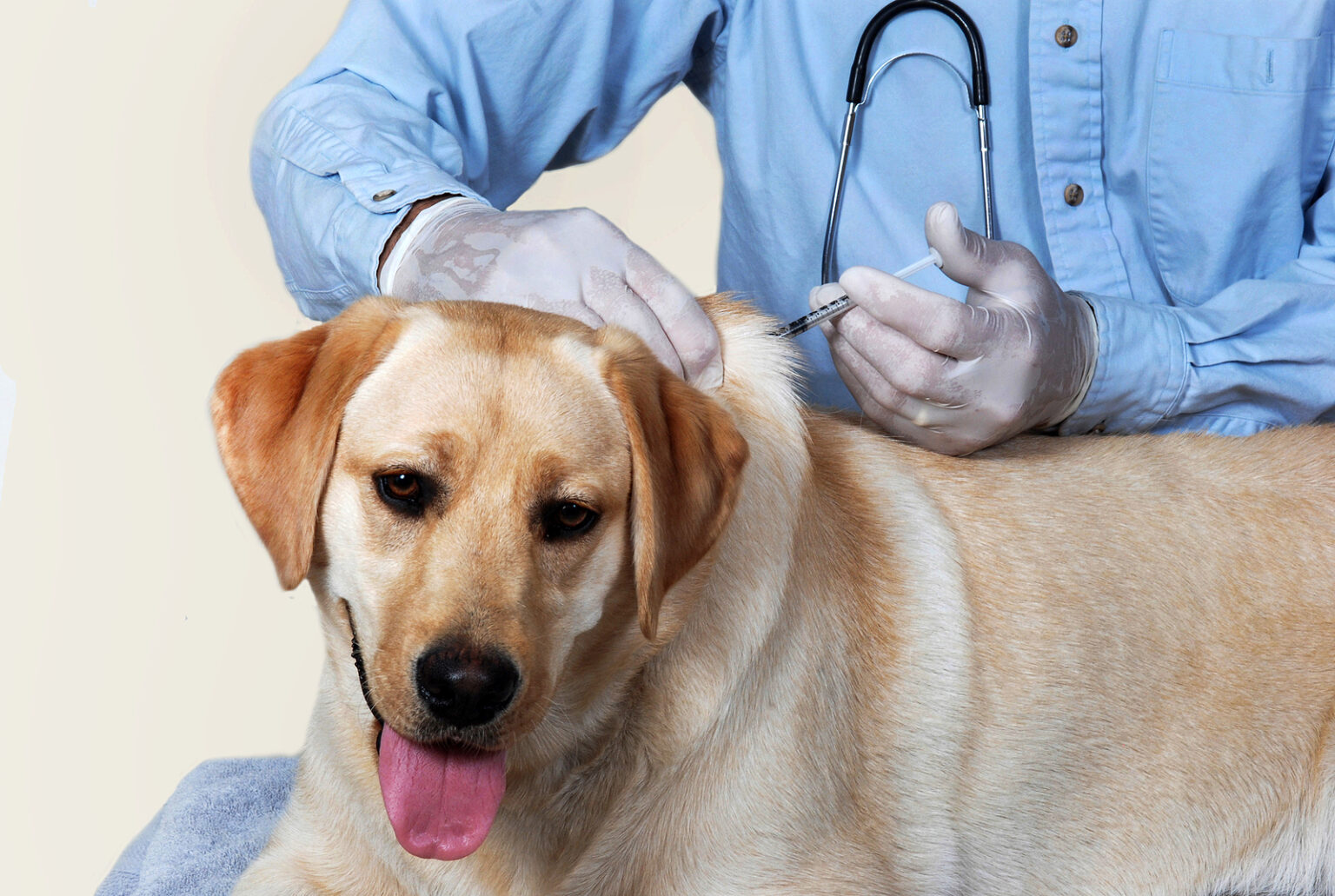 Prepping Pets for Annual Visits Vaccines Fear Free Happy Homes