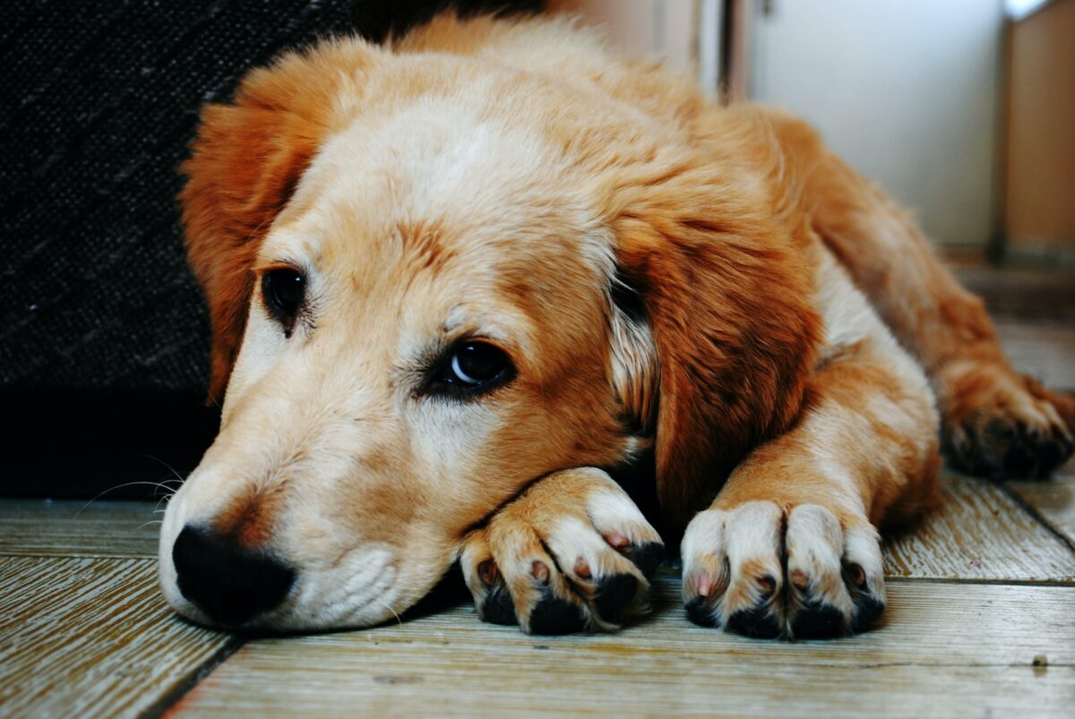 Stories of Dogs Traveling Long Distances to Find Their Families