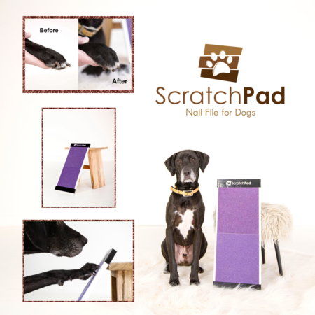 The 5 Best Dog Scratch Pads of 2024