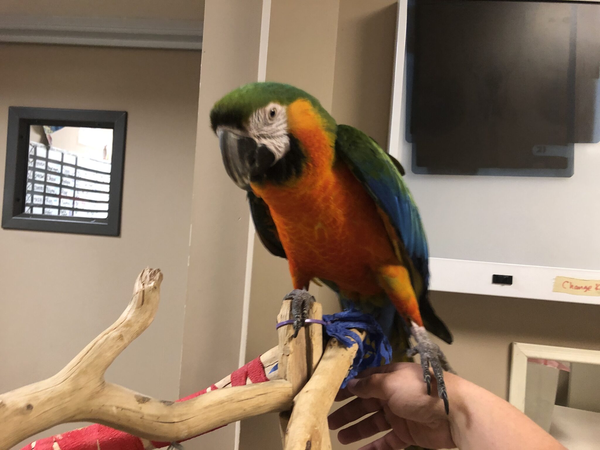 Living With Birds Building Trust Through Training Fear Free Happy Homes