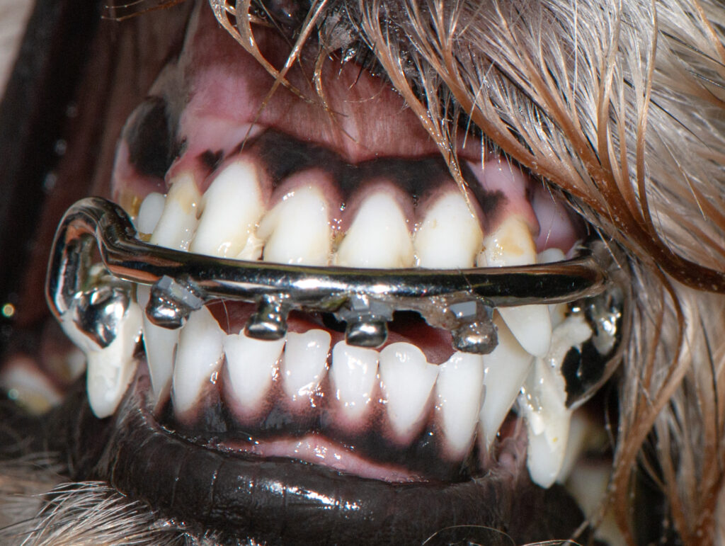 what is the work of canine teeth