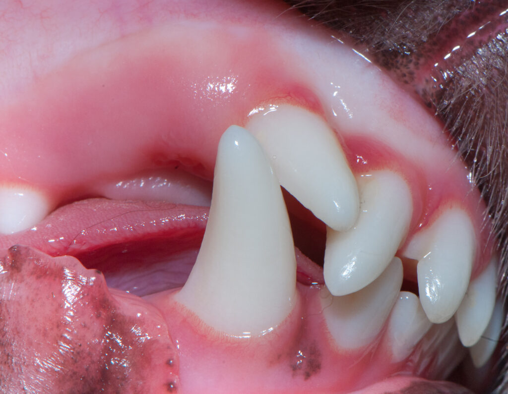 what is the work of canine teeth