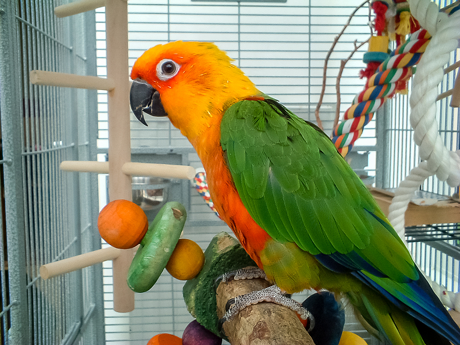 Bird Toys: The 6 Best Toys That Promote Your Bird's Brain Development -  DodoWell - The Dodo