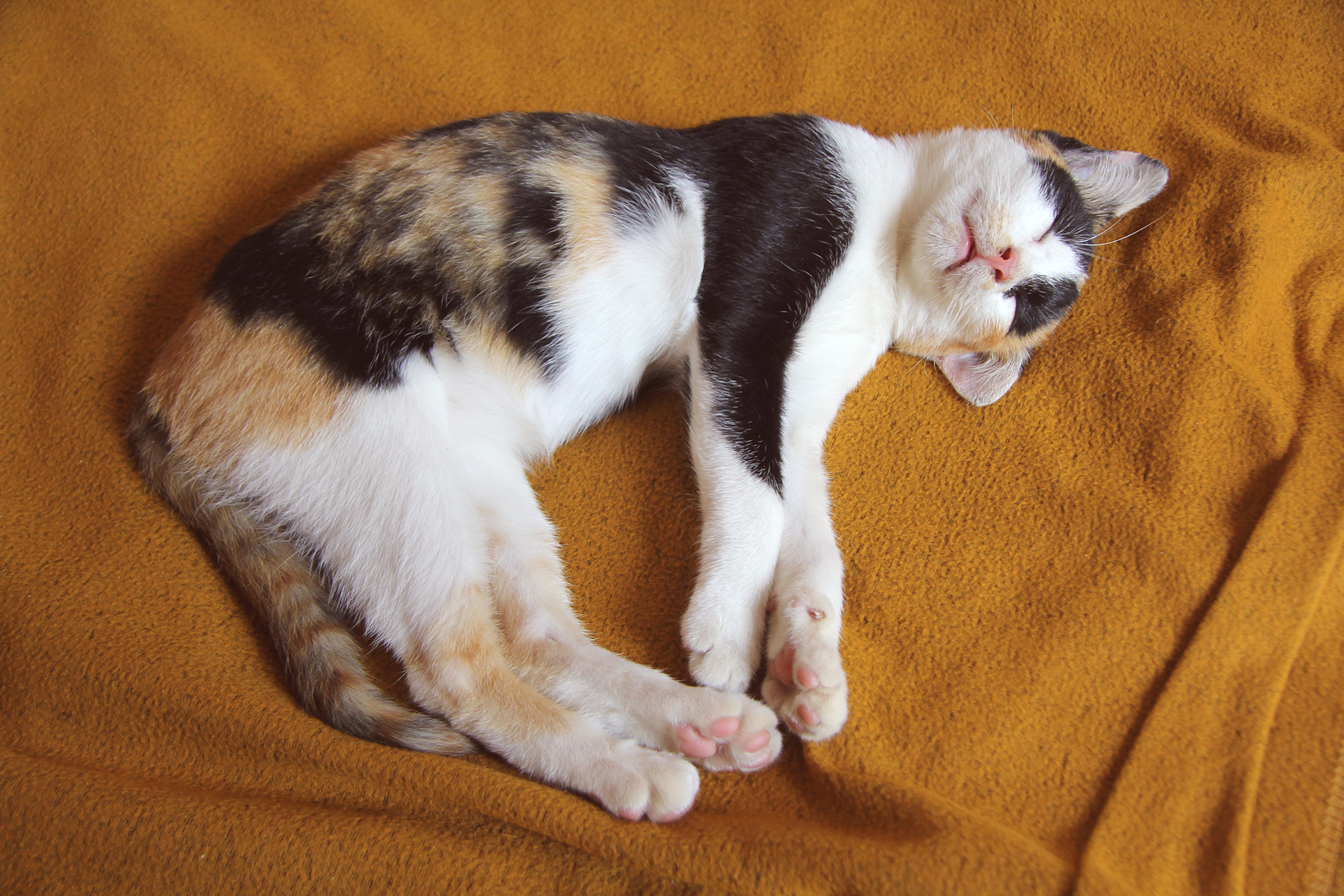 Cats of Many Colors Fear Free Happy Homes