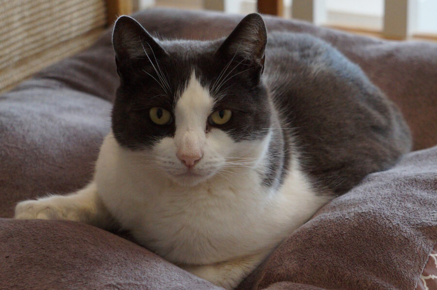 RealLife Cats Inspire Fictional Counterparts Fear Free Happy Homes