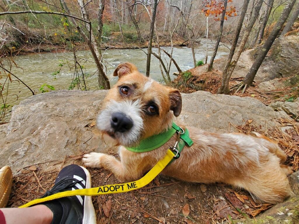 Check out our “Adopt Me” Bandanas to support local animal shelters