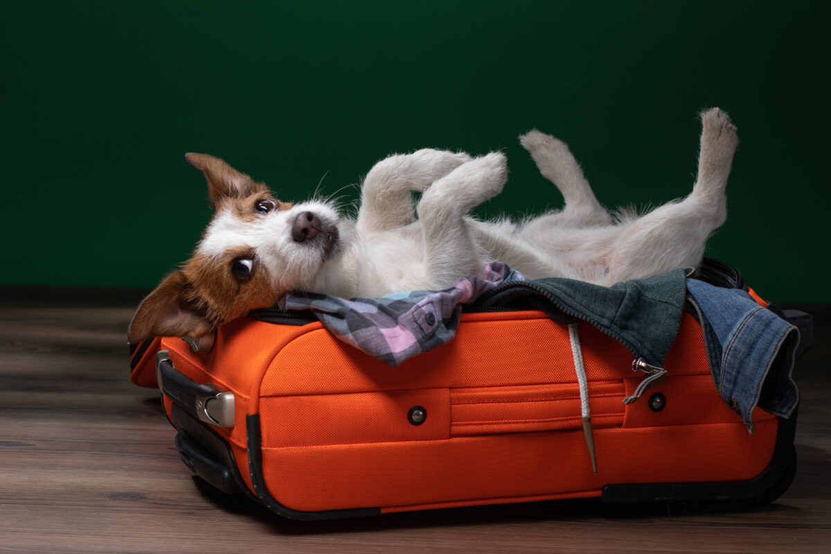 Have Dog, Will Travel: Tips for Flights