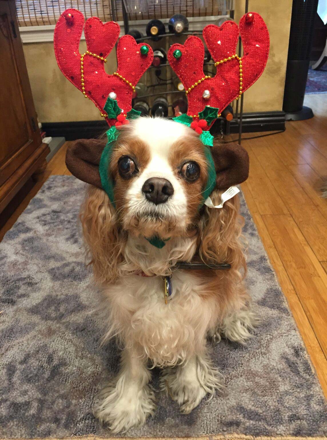 Blog Page 12 of 77 Fear Free Happy Homes