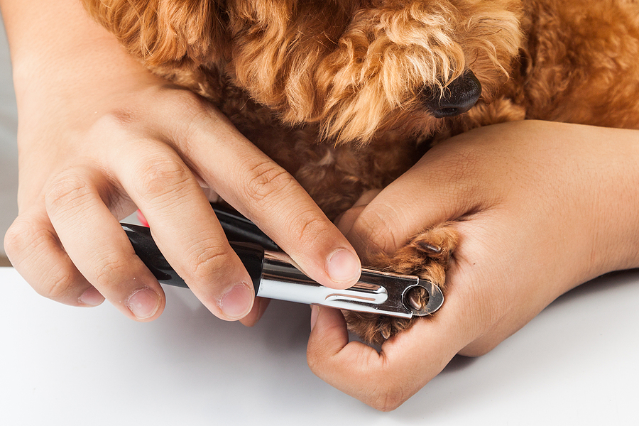 Dog Nail Care - River Valley Veterinary Service