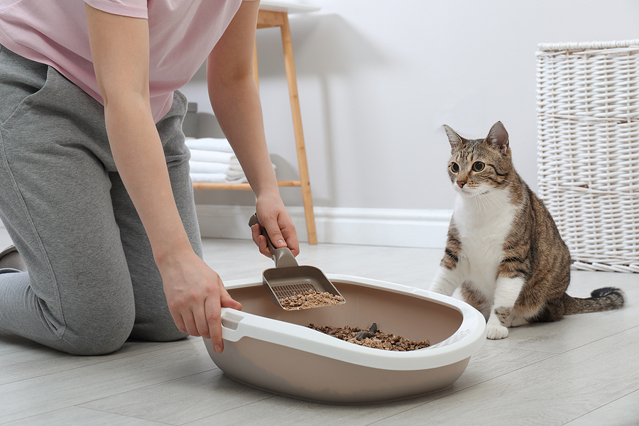 https://www.fearfreehappyhomes.com/wp-content/uploads/2022/02/bigstock-Woman-Cleaning-Cat-Litter-Tray-430274461.jpg